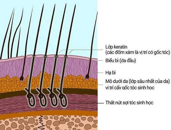Tóc sinh học có cấu tạo 3 lớp như tóc thật
